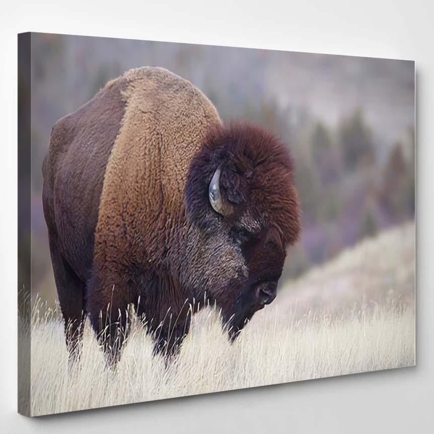 American Bison K Buffalo On Plains 1 – Bison Animals Canvas Print