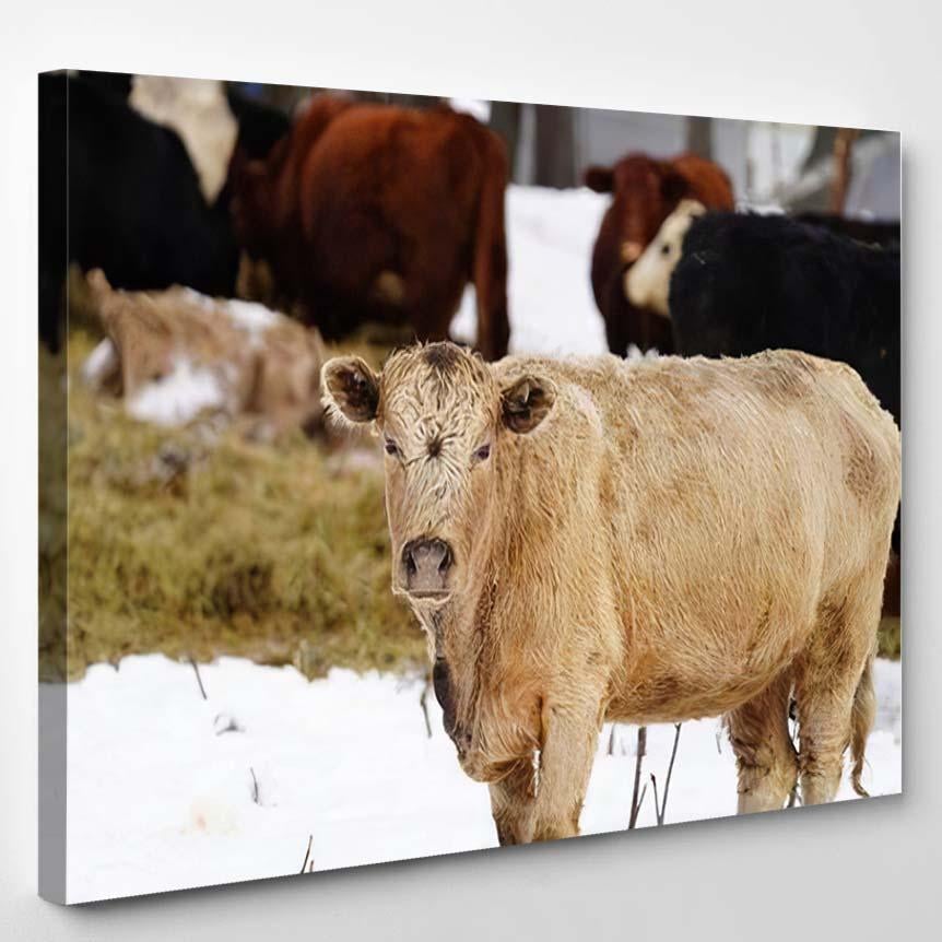 Tan Fur Colored Scottish Highland Cow – Bison Animals Canvas Print