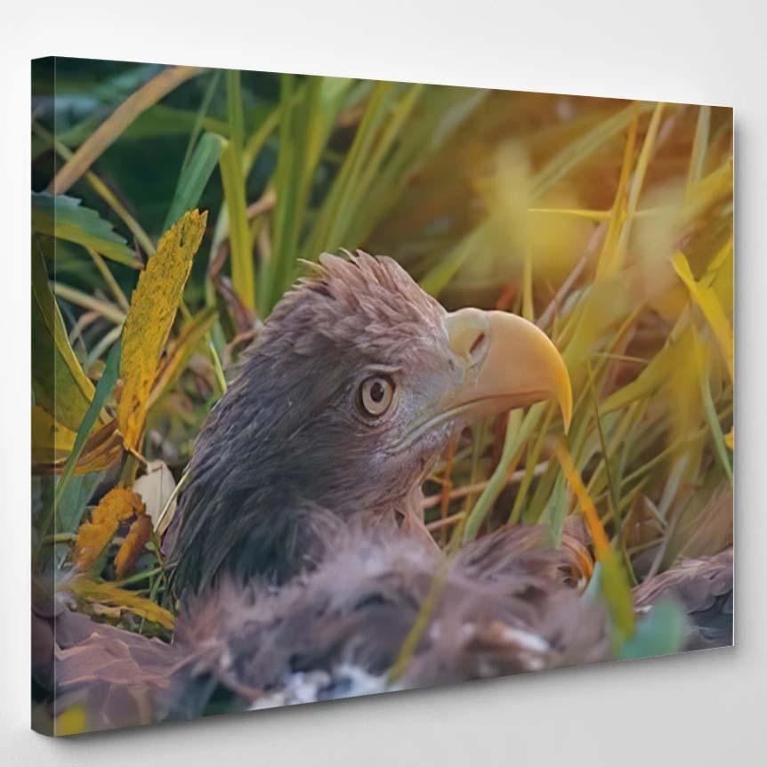 White Tailed Eagle Close – Eagle Animals Canvas Print