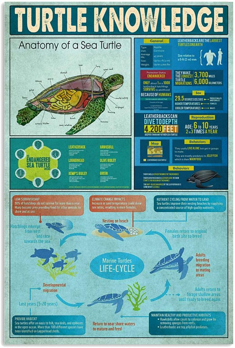 Turtle Poster Knowledge Anatomy Of A Sea Life Cycle Hanging Wall Art ...