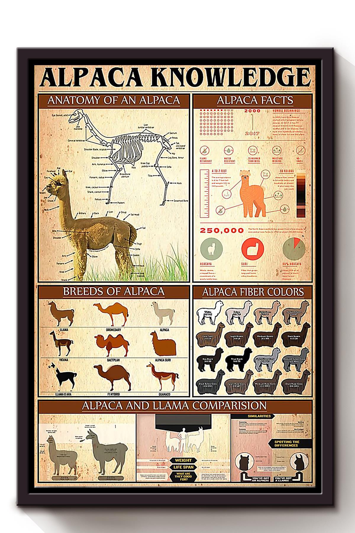 Basic Information About Alpaca Animal Knowledge For Homeschool Nusery Kids Bedroom Decor Framed Canvas