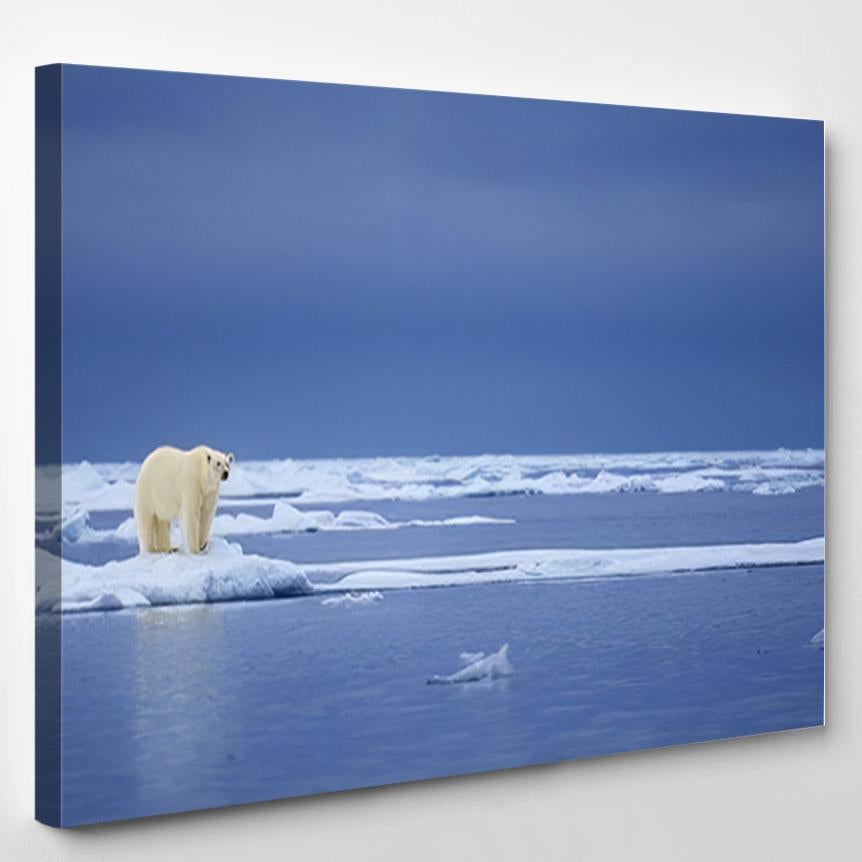 Polar Bear Stands On Edge Ice – Bear Animals Canvas Print