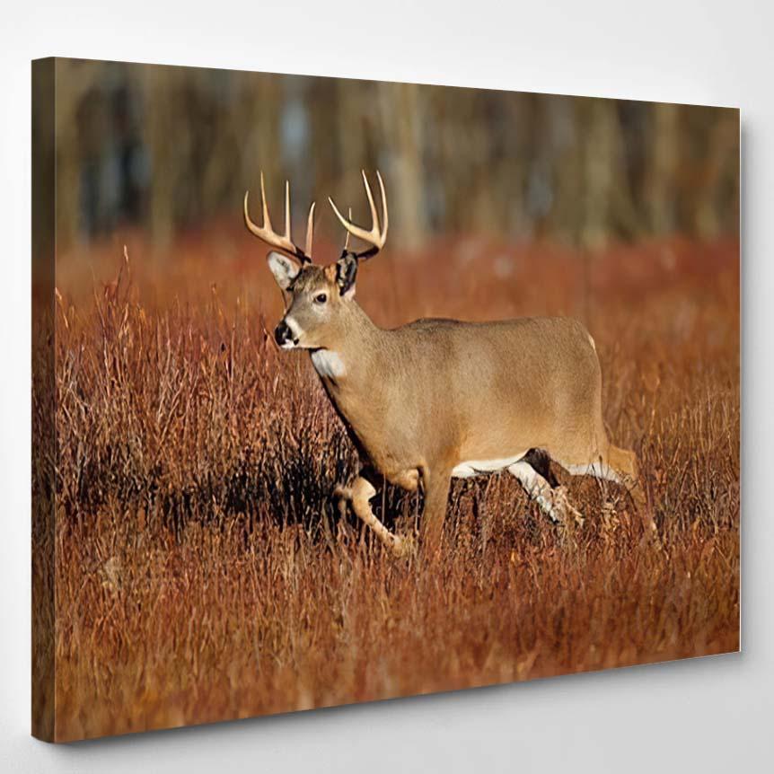 Whitetailed Deer Standing Meadow – Deer Animals Canvas Print