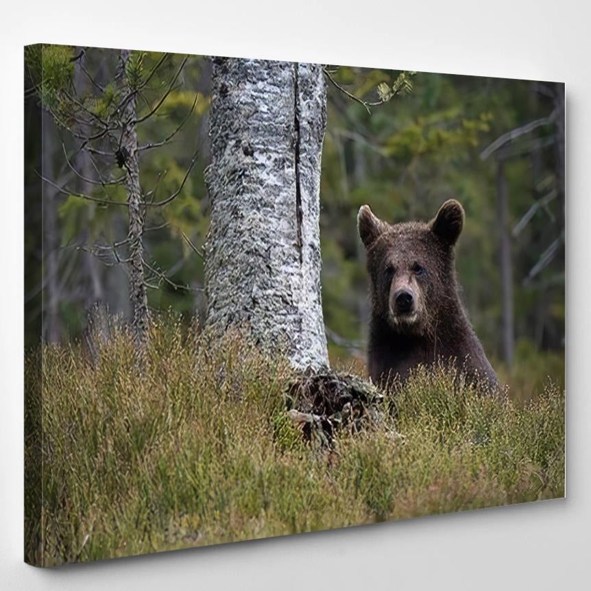 Young Broown Bear Ursus Arctos Looking – Bear Animals Canvas Print