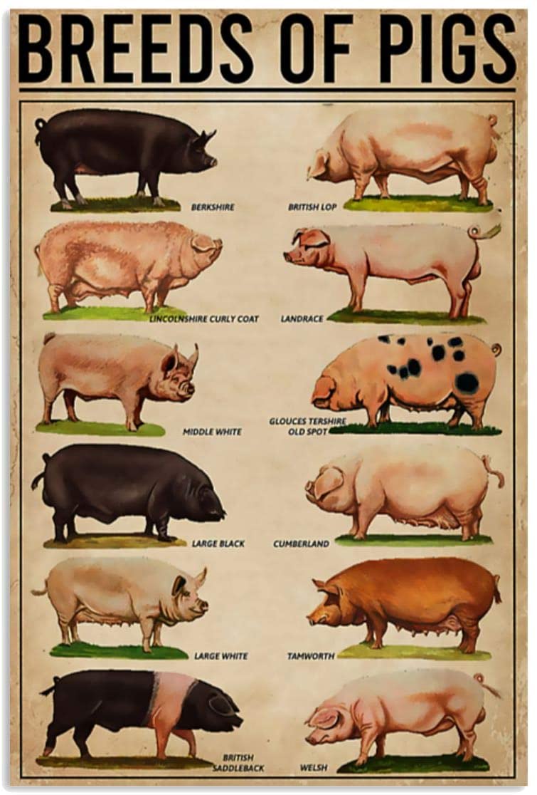 Vintage Farmer Breeds Of Pigs Poster Art Print      Home Decor Gift For Men Women Family Friend On Birthday Xmas