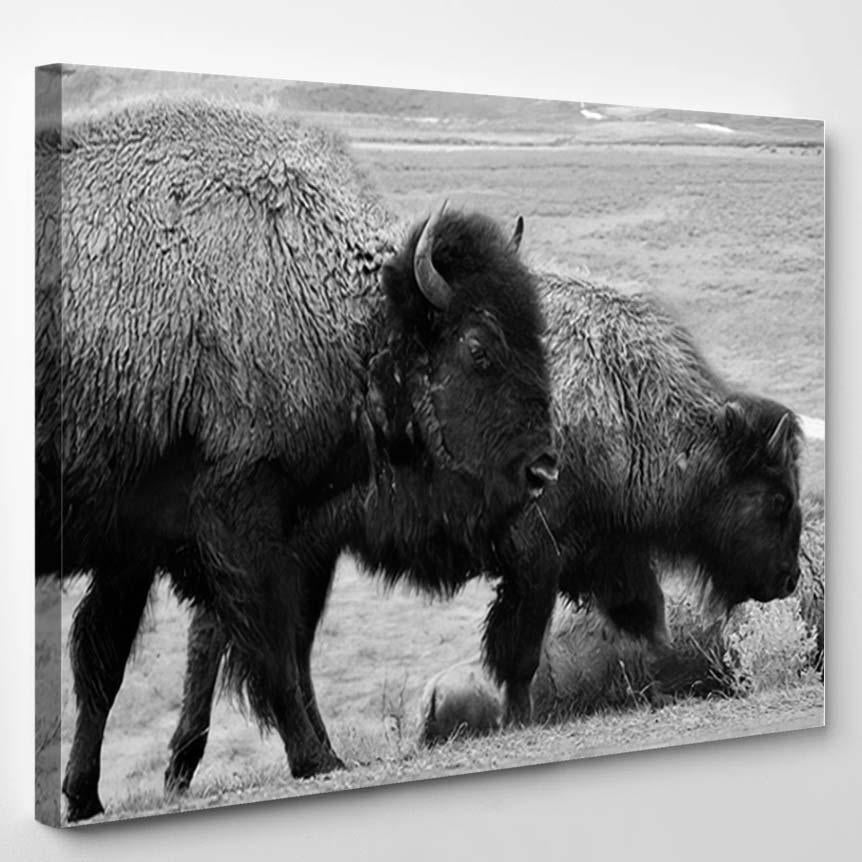 Three Bison Montana Wilderness Black White – Bison Animals Canvas Print