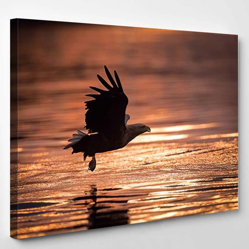 Whitetailed Eagle Haliaeetus Albicilla Just Has 1 – Eagle Animals Canvas Art Wall Decor Christmas Gift Ideas