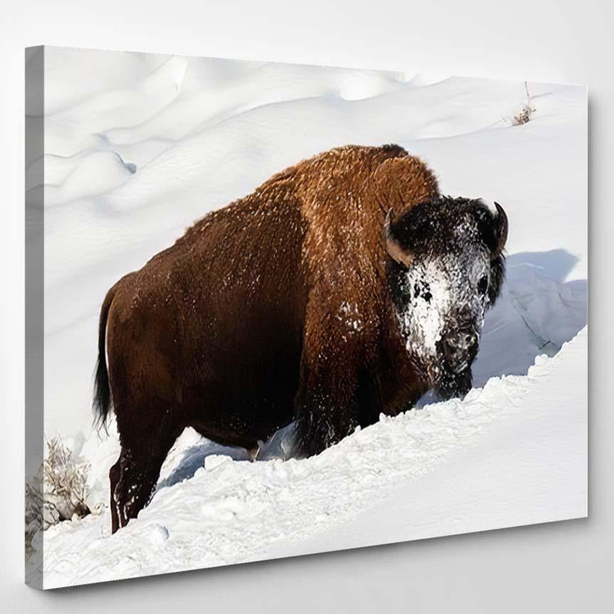 American Bison Explores Snow Covered Winter 1 – Bison Animals Canvas Print