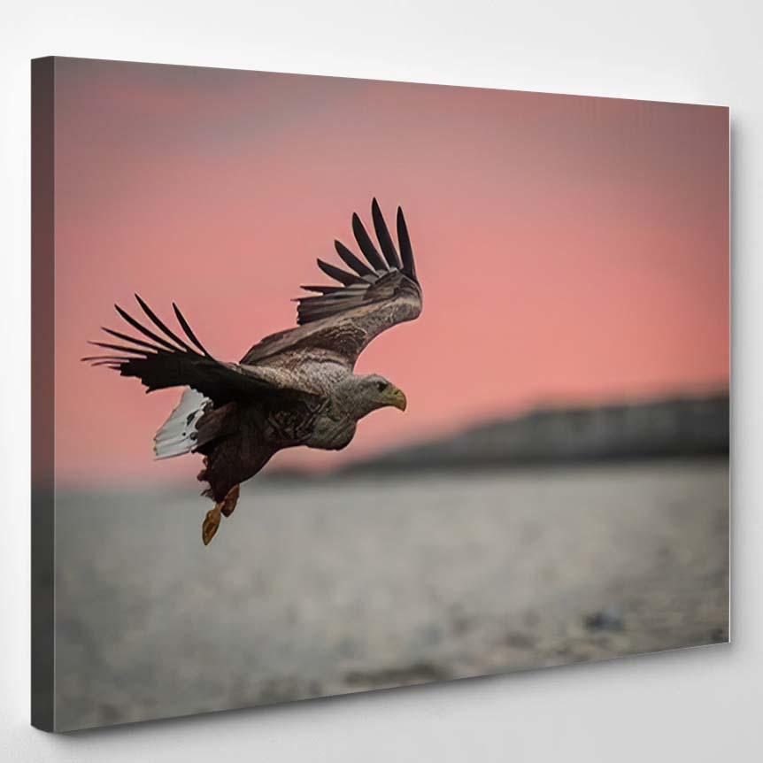 Whitetailed Eagle Haliaeetus Albicilla Just Has 2 – Eagle Animals Canvas Print