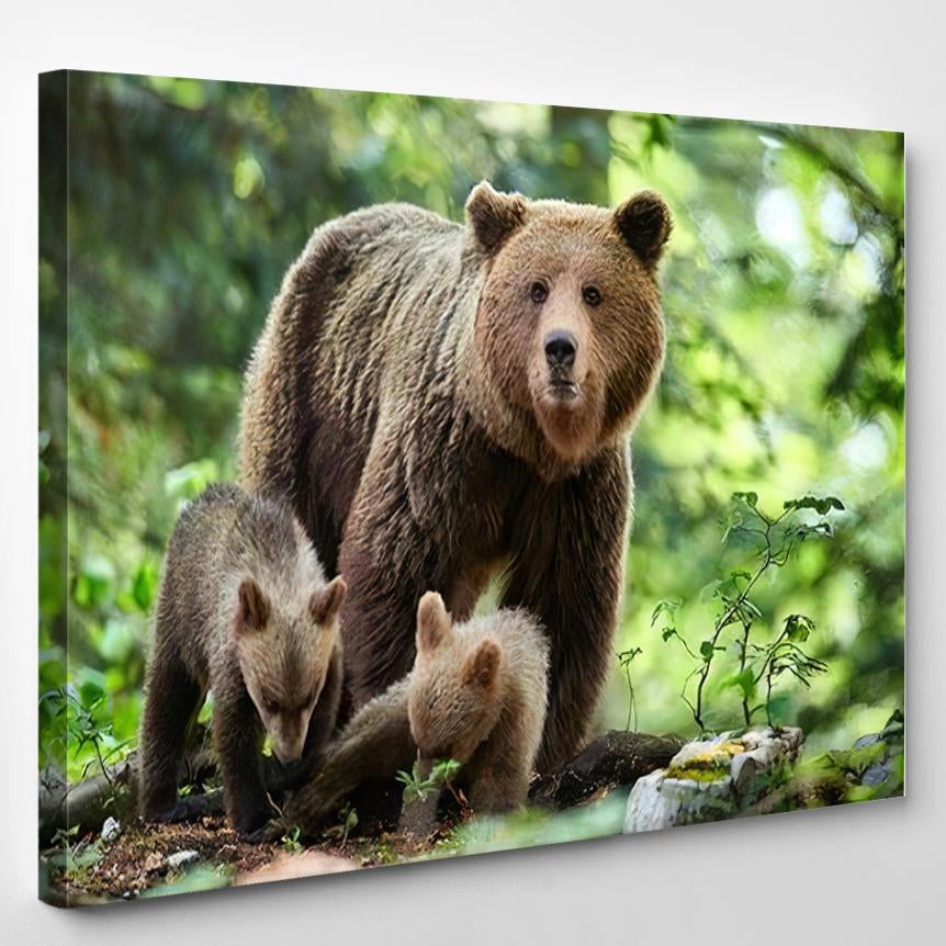 Wild Brown Bear Ursus Arctos Close 1  1 – Bear Animals Canvas Print