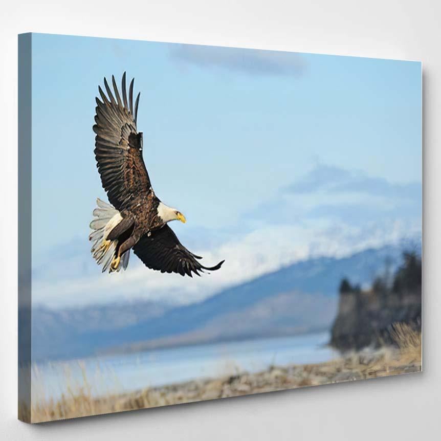 American Bald Eagle Flight Illustrated Against – Eagle Animals Canvas Print