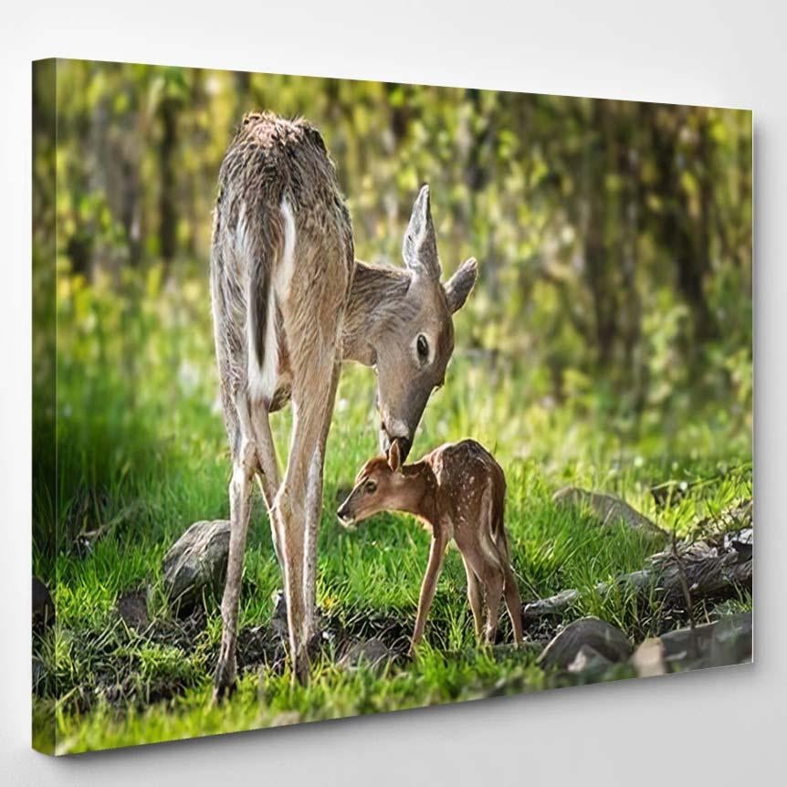 Whitetailed Deer Odocoileus Virginianus Sniffs Behind – Deer Animals Canvas Print