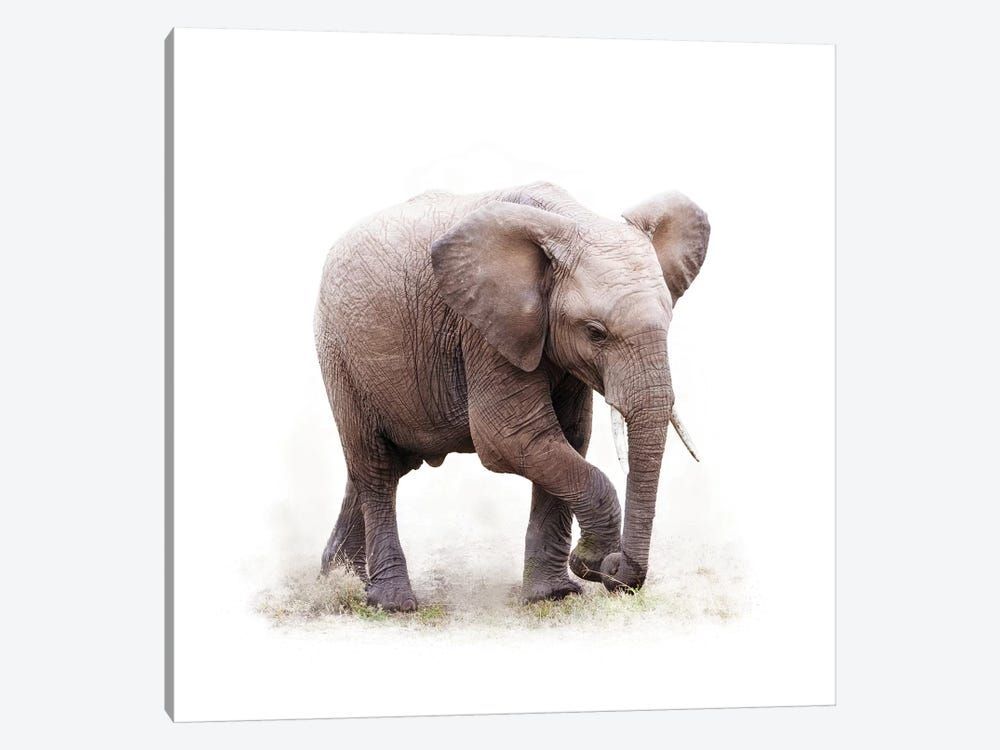 Baby African Elephant Isolated On White Canvas Poster 8″x12″ 12×18″ 18″x26″ 24″x36″ 30″x45″