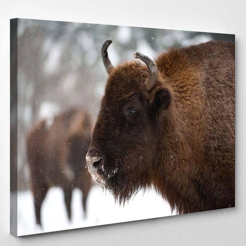 Zubr Bison Bonasus Nature European Ukrainian – Bison Animals Canvas Print