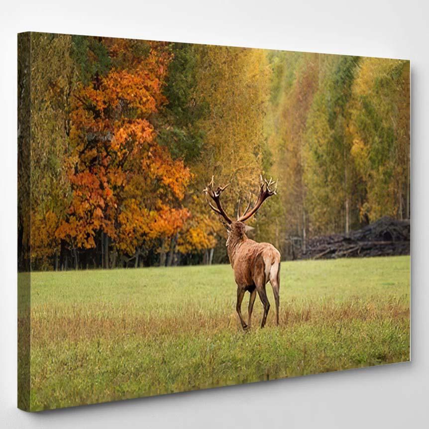 Royal Red Deer Large Branched Horns – Deer Animals Canvas Print