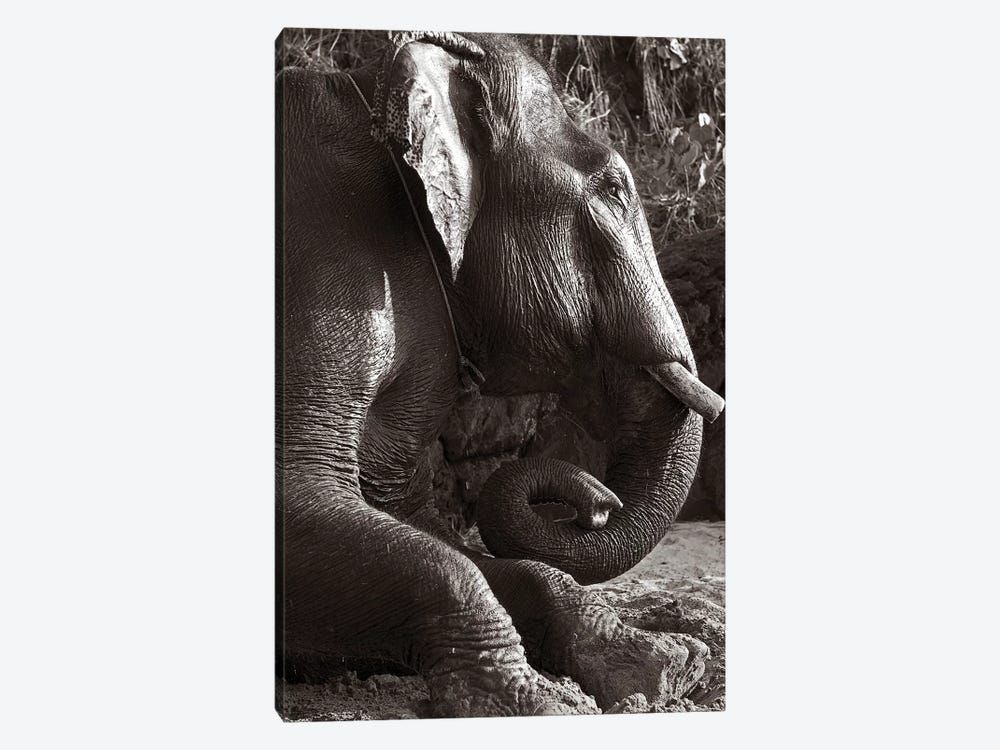 Kolanta Elephant Canvas Poster 8″x12″ 12×18″ 18″x26″ 24″x36″ 30″x45″