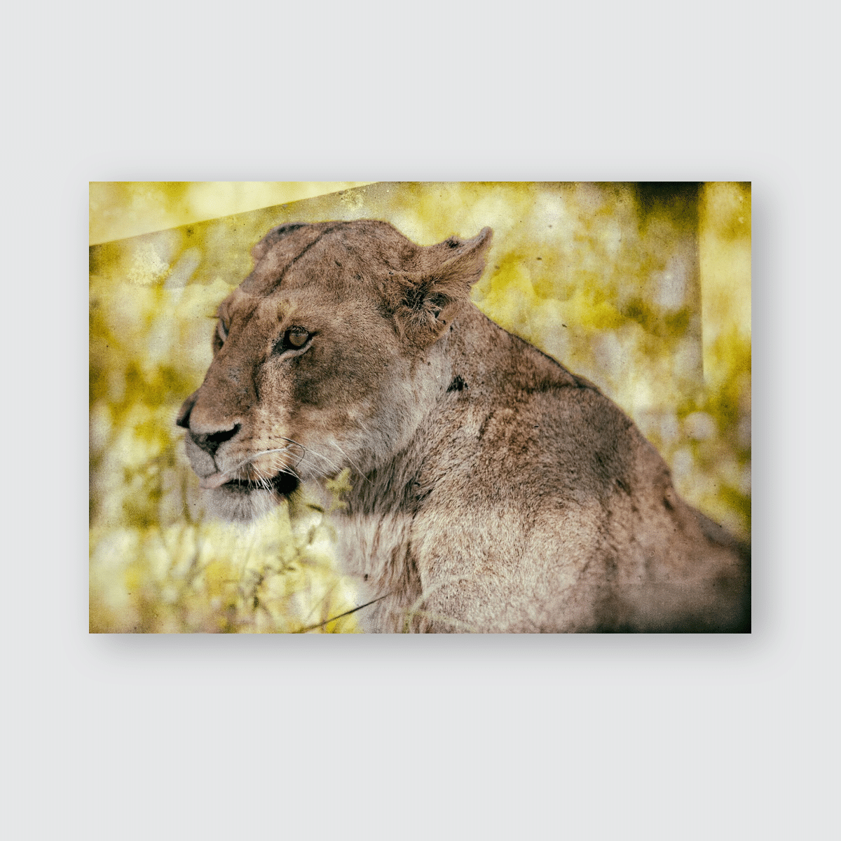 Vintage Style Image Wild African Lioness Poster, Pillow Case, Tumbler, Sticker, Ornament