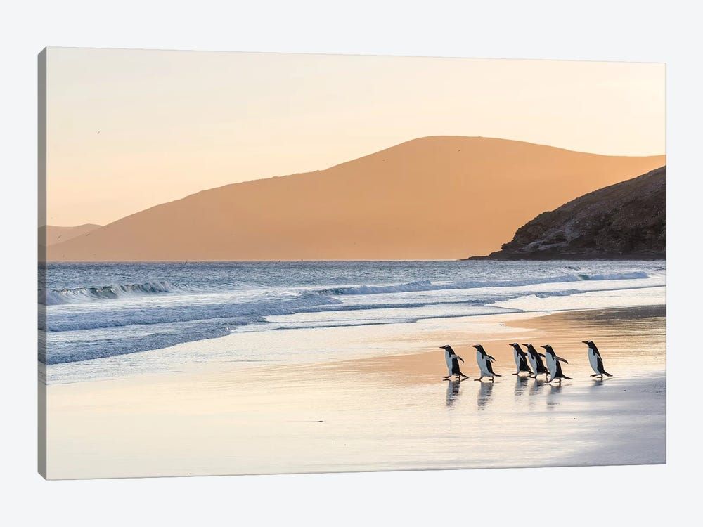 Gentoo Penguin Falkland Islands III Canvas Poster 8″x12″ 12×18″ 18″x26″ 24″x36″ 30″x45″