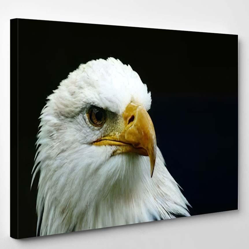 Predatory Look Eagle Photo – Eagle Animals Canvas Print