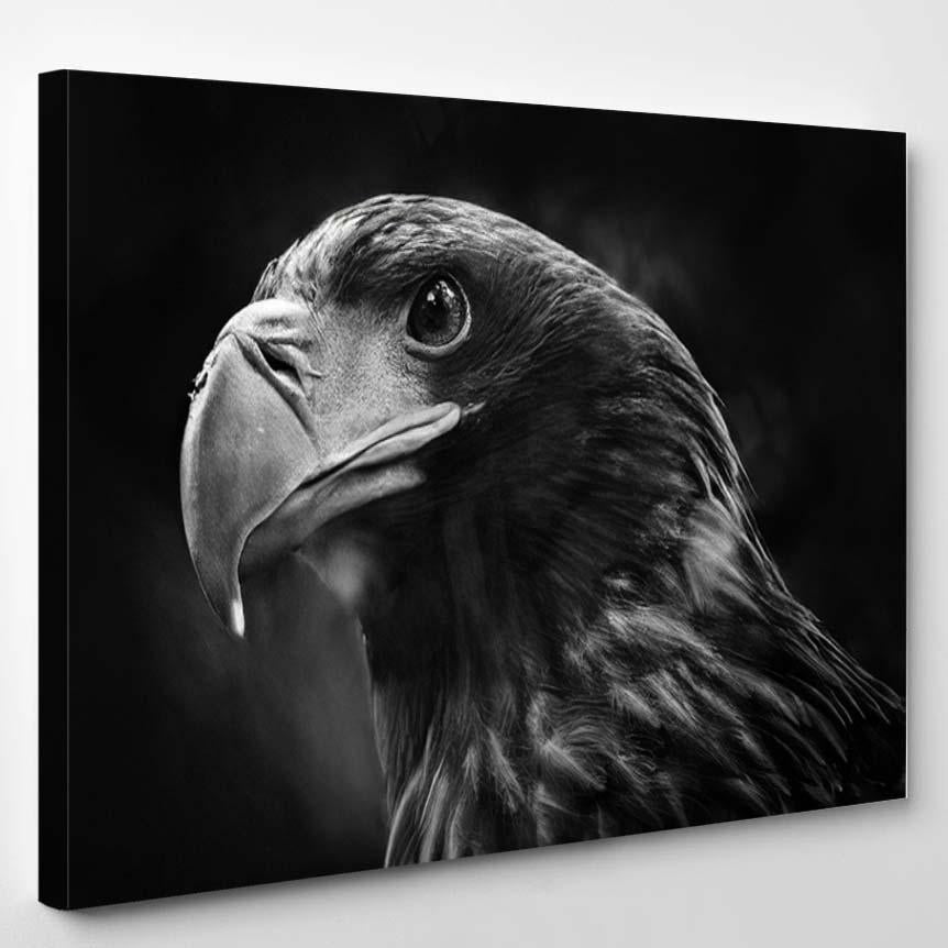 Portrait Stellers Sea Eagle Close Black – Eagle Animals Canvas Print