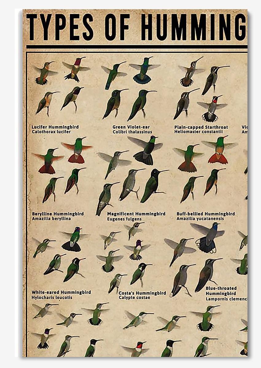 Types Of Hummingbirds Animal Knowledge Wall Art For Homeschool Nusery Kids Bedroom Decor Poster