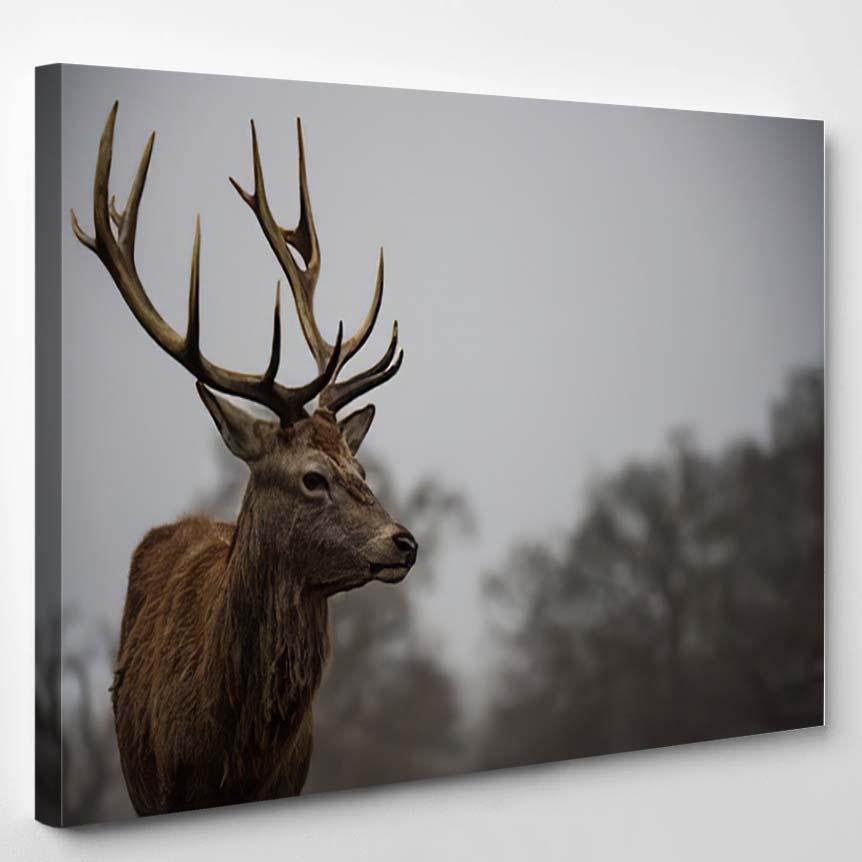 Red Deer 37 – Deer Animals Canvas Print