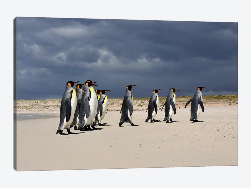 A Group Of King Penguins Walking Canvas Poster 8″x12″ 12×18″ 18″x26″ 24″x36″ 30″x45″