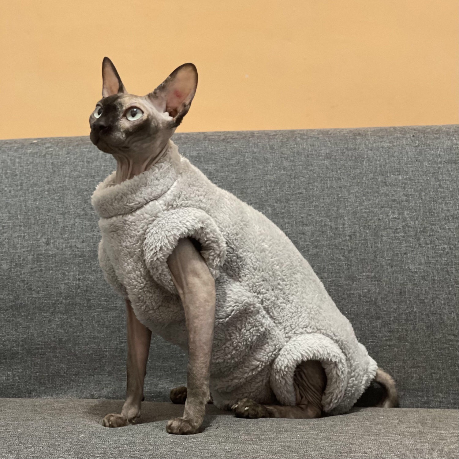 Cat Clothes Winter Thick Warm Stretch Hairless Jumpsuit Belly High Collar Cat Sweater Sphinx Cat Hoodie alx