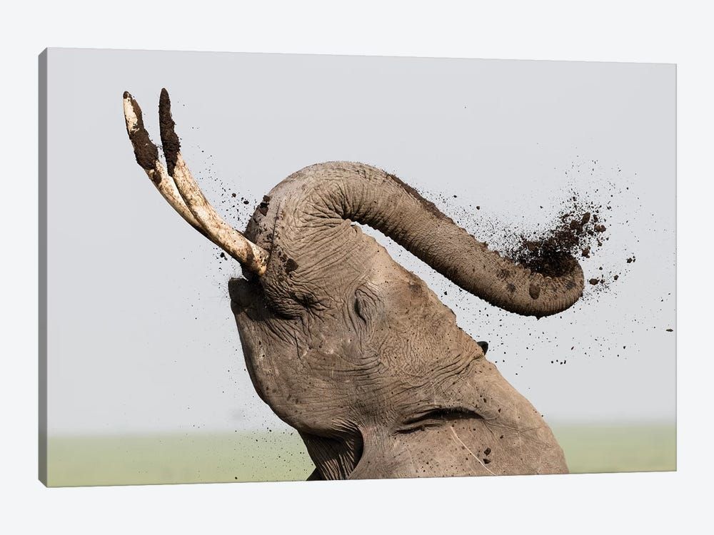 Africa, Kenya, Amboseli National Park. Elephant spraying mud sunscreen. Canvas Poster 8″x12″ 12×18″ 18″x26″ 24″x36″ 30″x45″