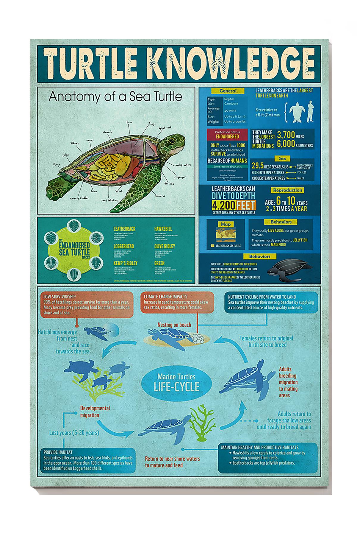 Turtle Knowledge Animal Wall Art For Lab Classroom Decor Wrapped Canvas