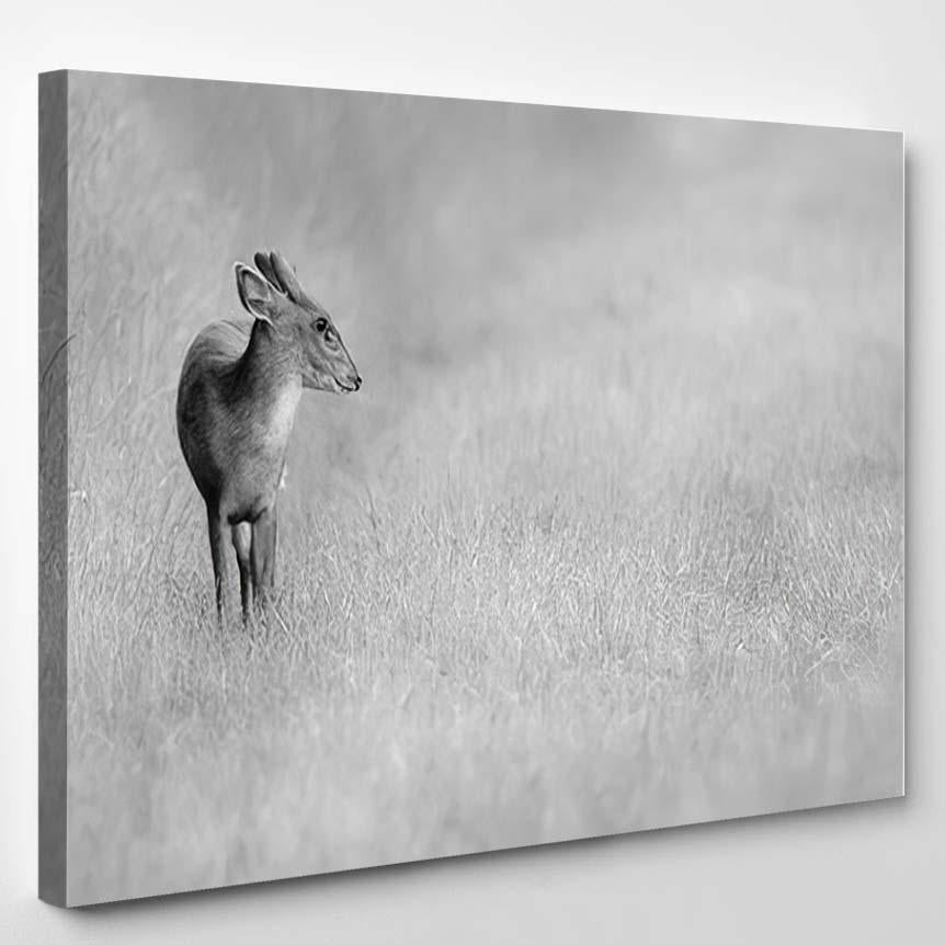 Wild Young Muntjac Deer Alone Natural – Deer Animals Canvas Print