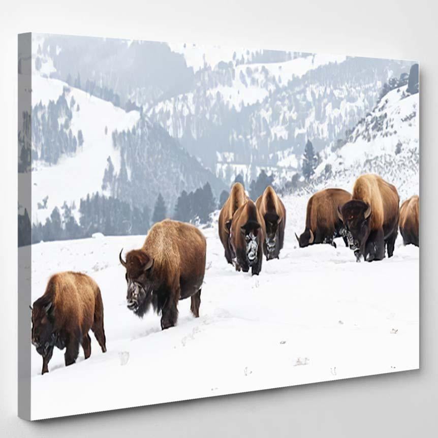 Yellowstone Bison Winter Snow 1 – Bison Animals Canvas Print