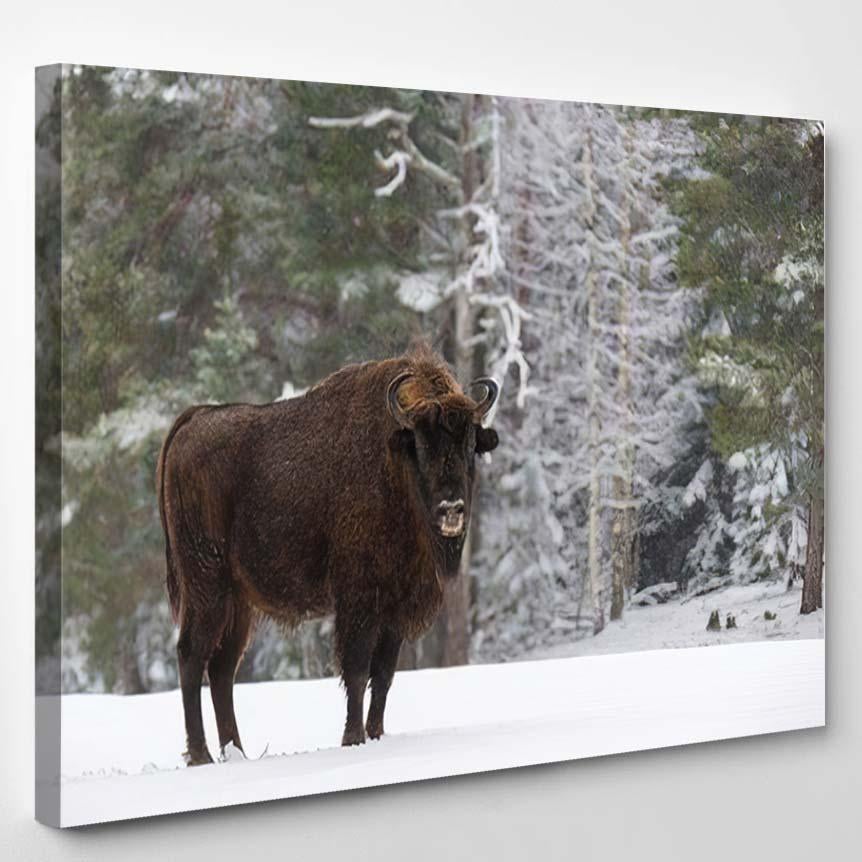 Wild European Wood Bisonbull Male Motherly 1 – Bison Animals Canvas Print