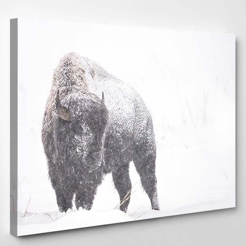 American Bison Standing Covered Snow During – Bison Animals Canvas Print