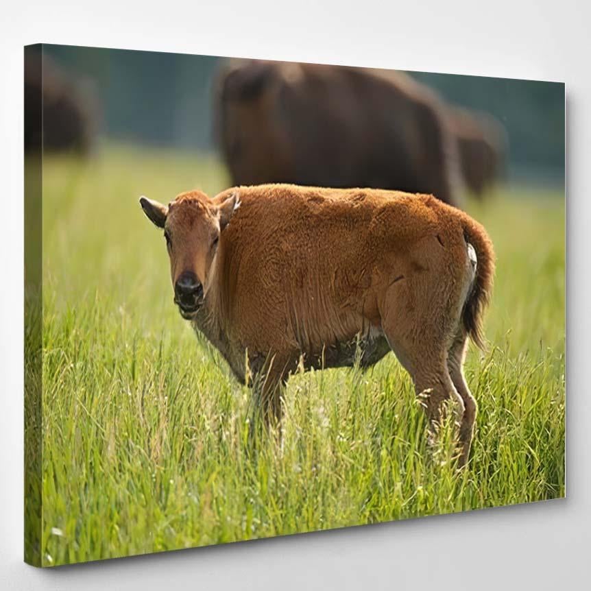 American Bison Grand Teton Np Wyoming 1  1 – Bison Animals Canvas Print