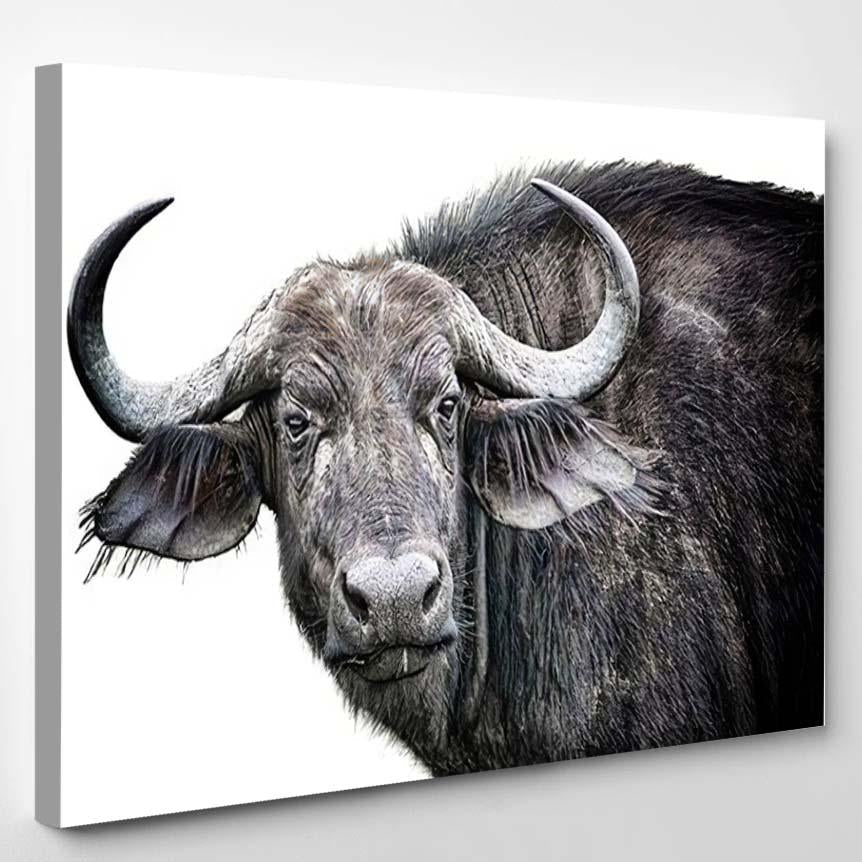 African Buffalo Close Isolated On White – Bison Animals Canvas Print