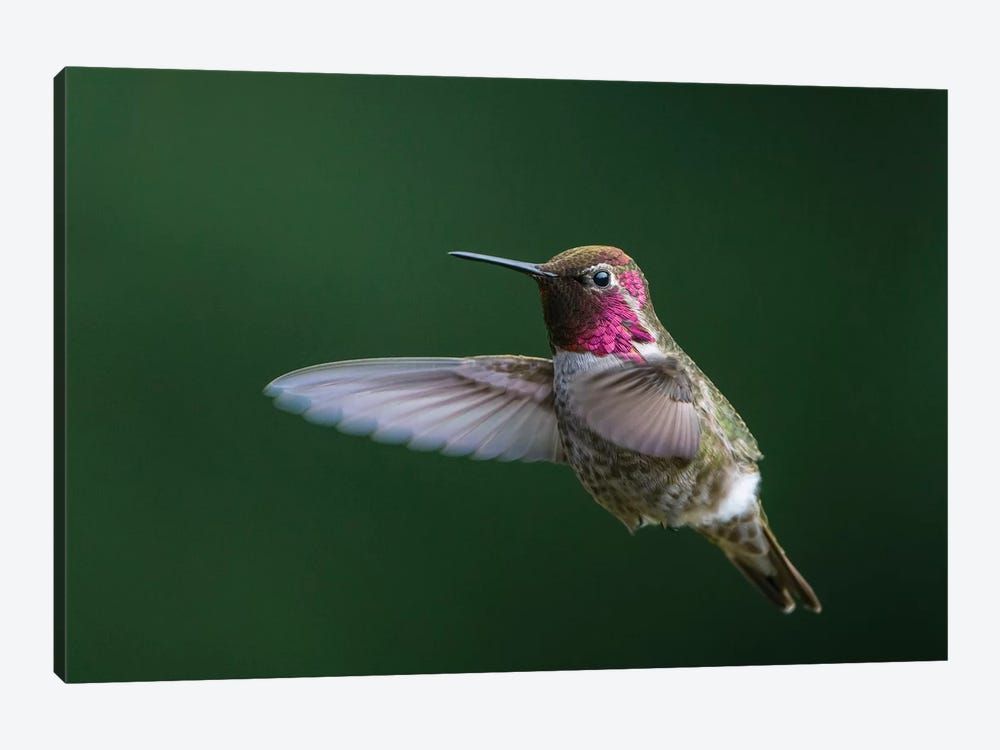 USA, WA. Male Anna’s Hummingbird (Calypte anna) displays its gorget while hovering in flight. Canvas Poster 8″x12″ 12×18″ 18″x26″ 24″x36″ 30″x45″