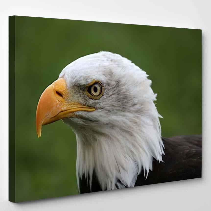 American Bald Eagle Portrait 2 – Eagle Animals Canvas Print