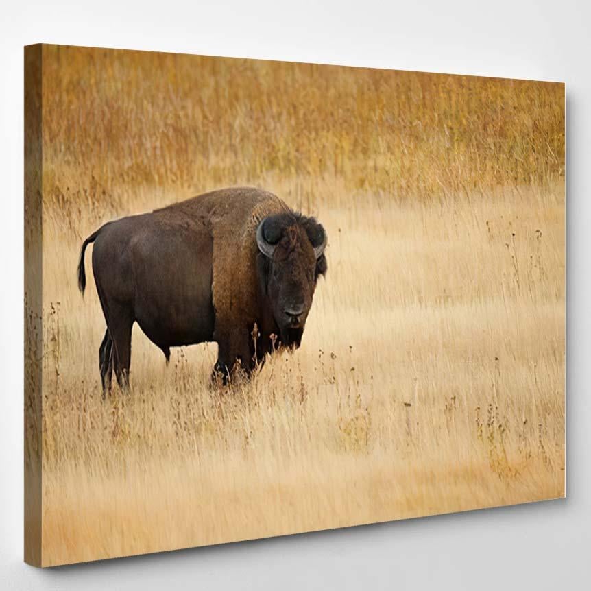 American Bison Buffalo 1 – Bison Animals Canvas Print