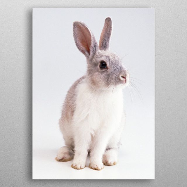 cute Rabbit posters Canvas Poster 8″x12″ 12×18″ 18″x26″ 24″x36″ 30″x45″