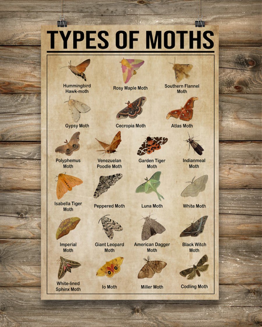 Butterfly Types Of Moths Vertical Canvas And Poster | Wall Decor Visual ...