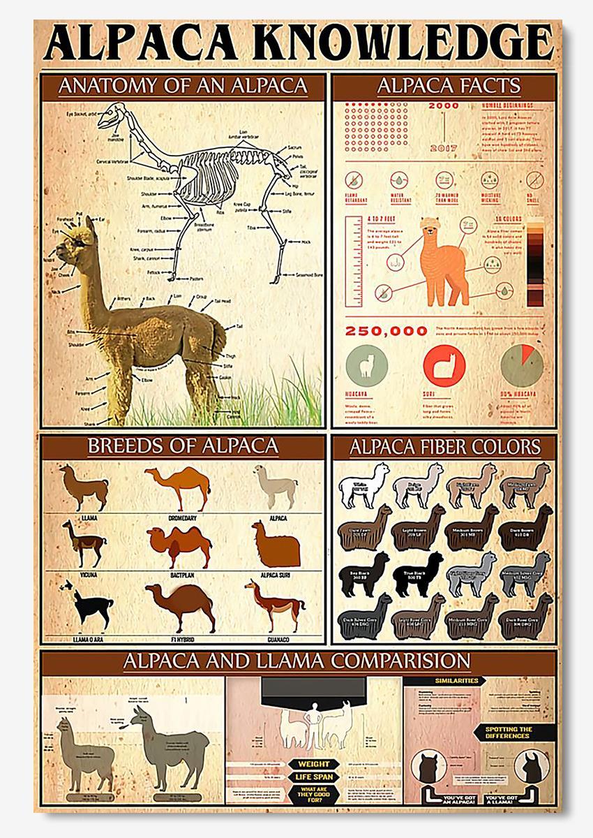 Basic Information About Alpaca Animal Knowledge For Homeschool Nusery Kids Bedroom Decor Poster