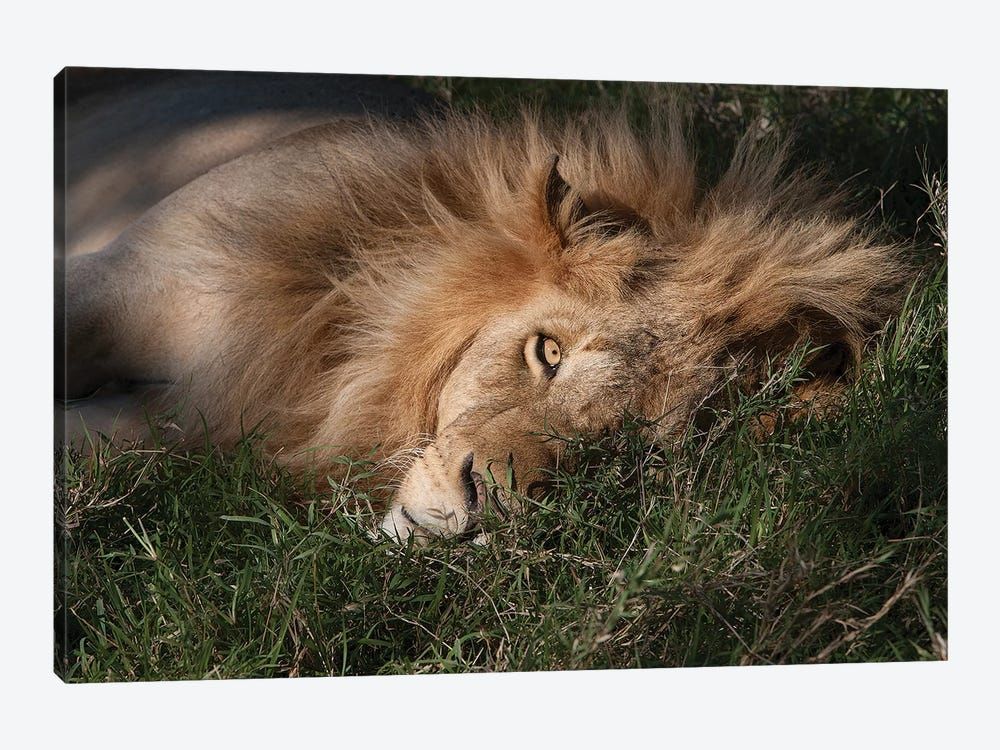 Sleeping Lion Canvas Poster 8″x12″ 12×18″ 18″x26″ 24″x36″ 30″x45″