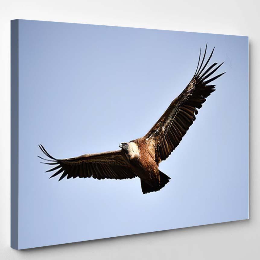 Vulture Flying On Spanish Natural Park – Eagle Animals Canvas Print