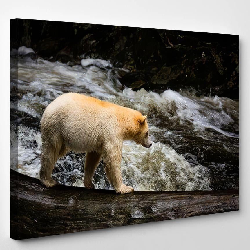 Spirit Bear Walking On Log Across – Bear Animals Canvas Print