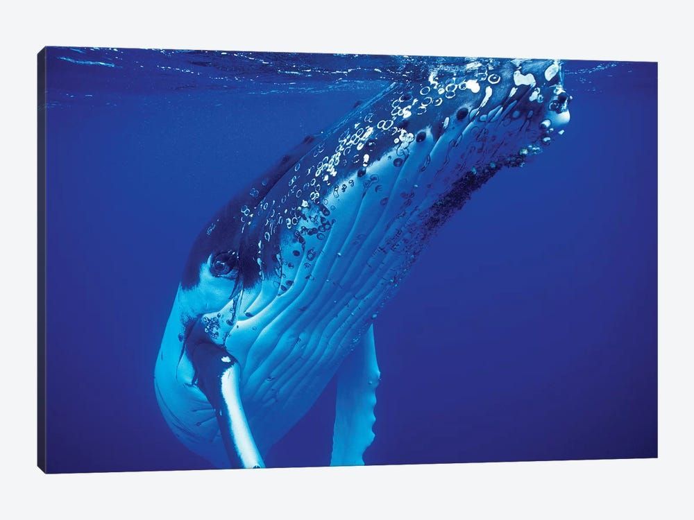 Humpback Whale, Tonga Islands, South Pacific Canvas Poster 8″x12″ 12×18″ 18″x26″ 24″x36″ 30″x45″