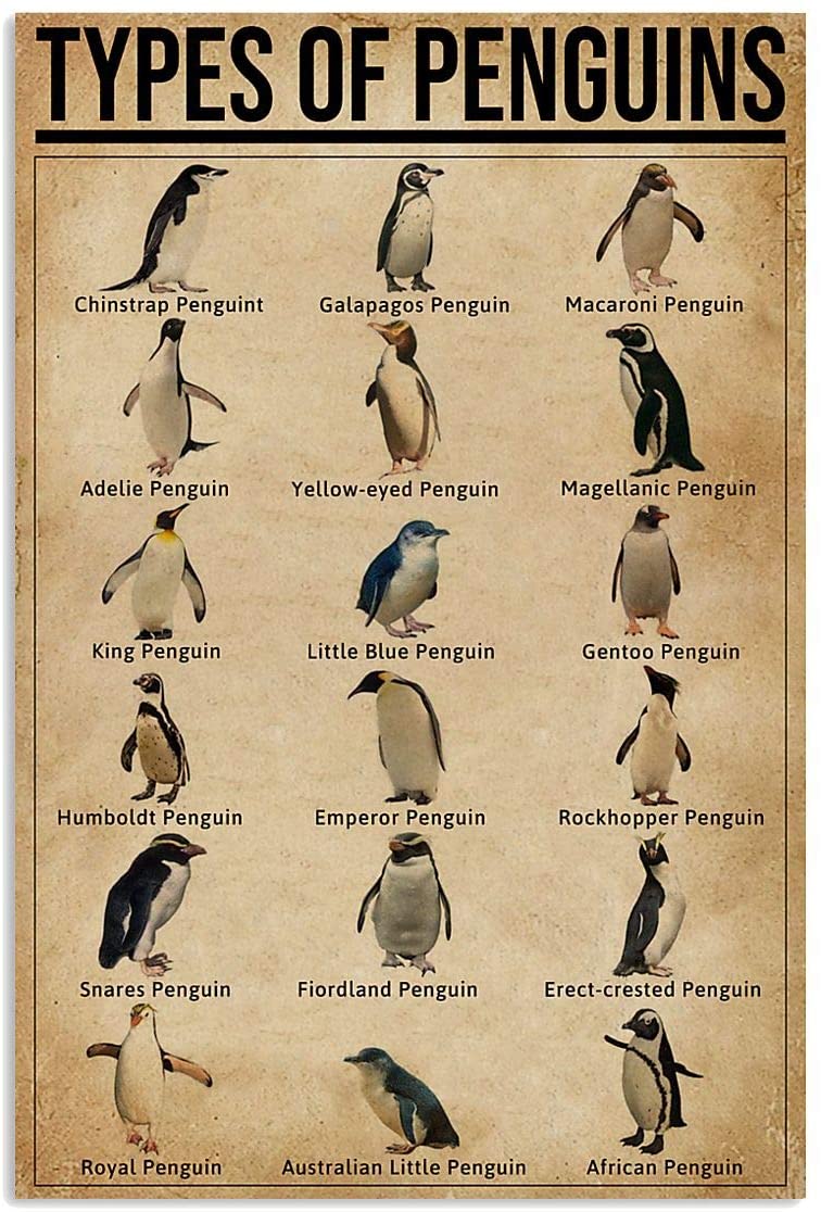 Poster – Types Of Penguins Vertical Poster – Poster Wall Art Print Size X – Ta74