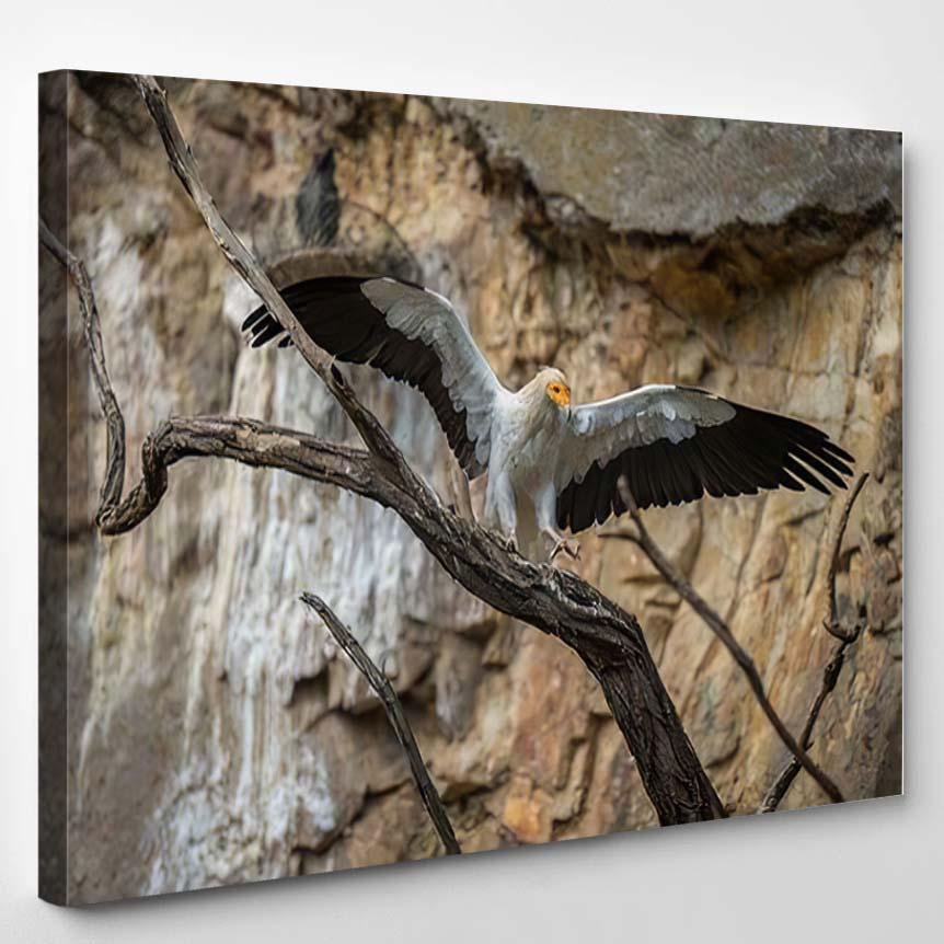 White Eagle Yellow Beak Black Wings – Eagle Animals Canvas Print