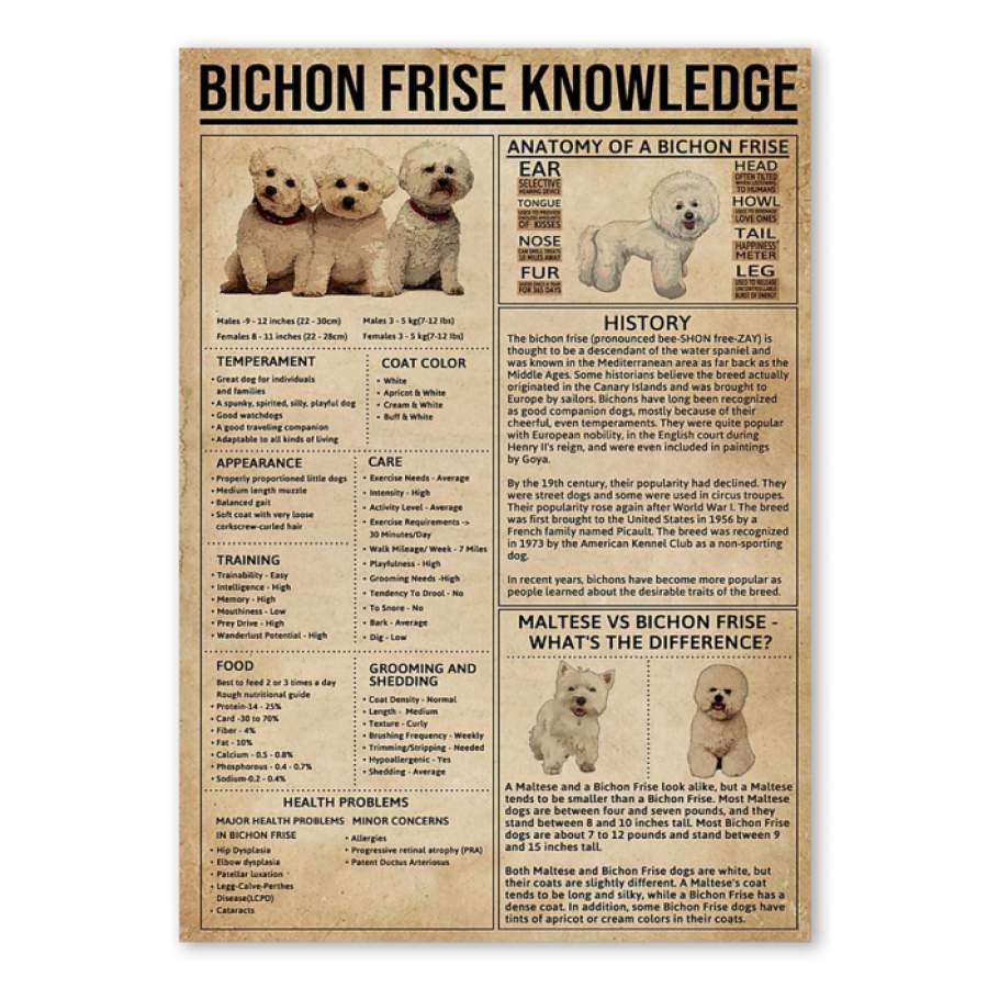 Bichon Frise Knowledge  Trending Gift For Bichon Frise  Lovers Poster