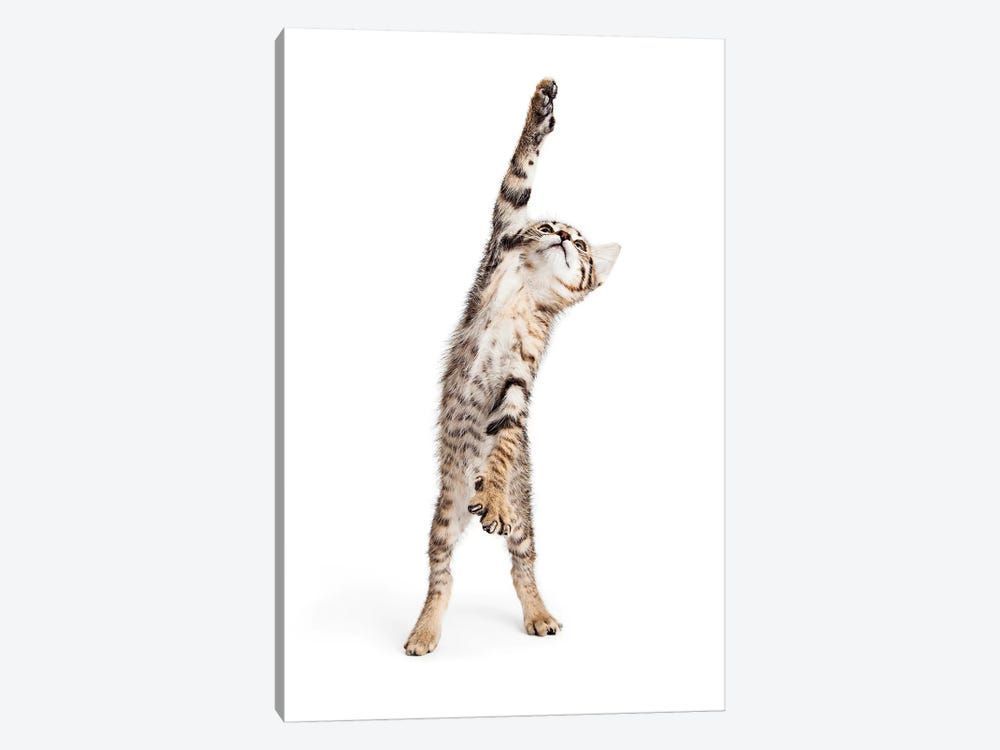 Playful Kitten Standing Reaching One Paw Canvas Poster 8″x12″ 12×18″ 18″x26″ 24″x36″ 30″x45″